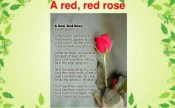 红玫瑰短文答案（红玫瑰阅读答案丹丹）