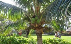 短文椰子树（椰子树短文阅读答案）