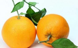 水果脐橙短文（脐橙的文章）