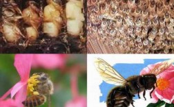 蜜蜂生殖特点科普短文（蜜蜂的生殖特点是什么）