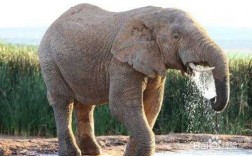 大象喝水短文（大象喝水的句子扩写）