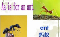 英语短文蚂蚁喝水（关于蚂蚁的英语阅读）