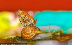 短文蜗牛与蝴蝶（蜗牛和蝴蝶分别是什么类别）