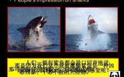 保护鲨鱼短文（保护鲨鱼的宣传片）