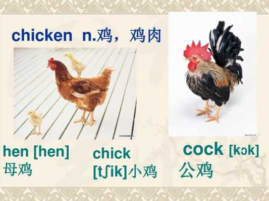 小鸡英语短文（小鸡的英文句子）-图1