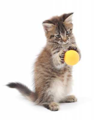 小猫玩球短文（小猫玩球的动作描写句子）-图2