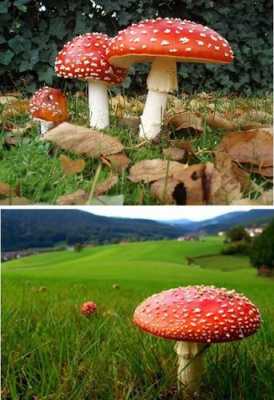 短文彩色的蘑菇（彩色的蘑菇像什么比喻）-图2