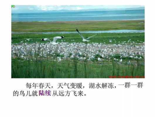 青海湖的鸟岛短文（青海湖鸟岛描写）-图2