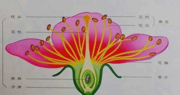 花的构造短文（花的构造花可以分为什么和什么两大类）-图3