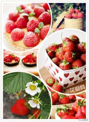 短文草莓的馨香（短文草莓的馨香怎么写）-图1