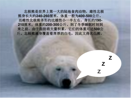 短文北极熊（北极熊的口吻）-图1