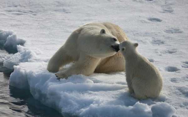 短文北极熊（北极熊的口吻）-图3