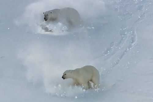 短文北极熊（北极熊的口吻）-图2