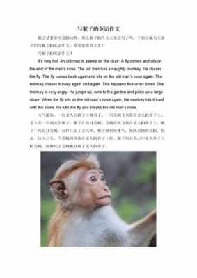有关猴子的短文（有关猴子的短文英语）-图1