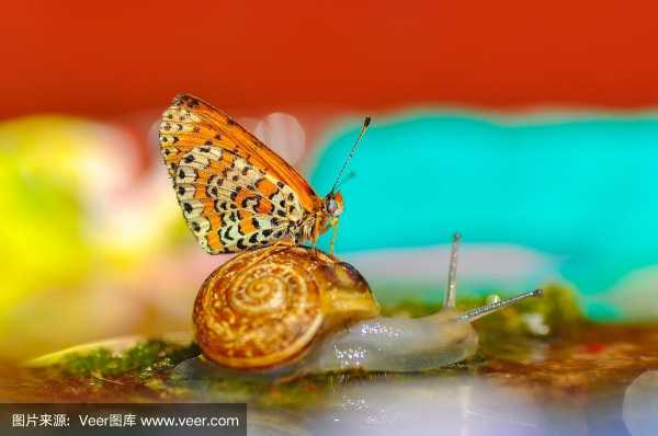 短文蜗牛与蝴蝶（蜗牛和蝴蝶分别是什么类别）-图1