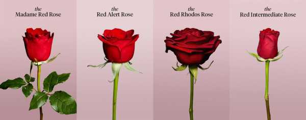 redhearts短文填空（read roses were her favorites阅读理解答案）-图2
