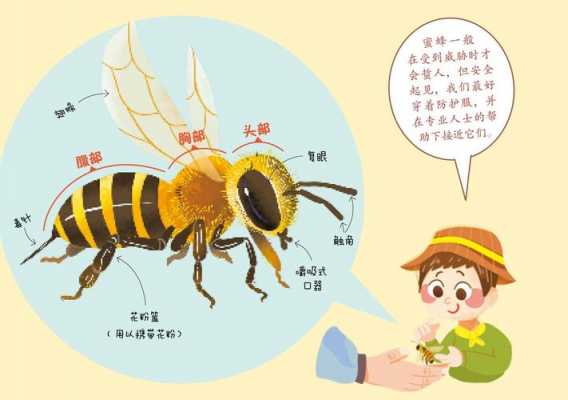 蜜蜂酿蜜的阅读短文（蜜蜂酿蜂蜜回文句仿写）-图3