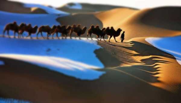 抒情短文关于骆驼（关于写骆驼的现代诗）-图3
